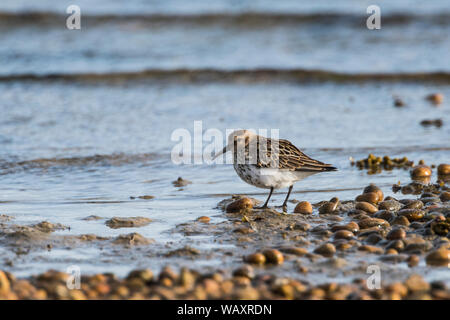 Alpenstrandläufer am Wasser zwischen den Kieselsteinen. Stockfoto