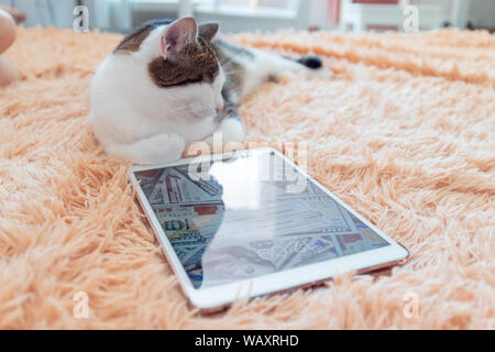 Tabby Katze liegt neben einem Tablet auf der Couch. Winter oder Herbst Wochenende Konzept, Ansicht von oben. Stockfoto