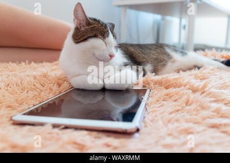 Sweet Dream Konzept. Tabby Katze liegt neben einem Tablet auf der Couch. Stockfoto
