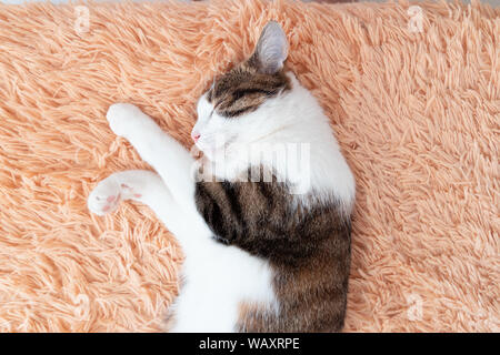 Sweet Dream Konzept. Faul gestreifte graue Katze mit einem langen Schnurrbart schläft auf der Couch. Stockfoto