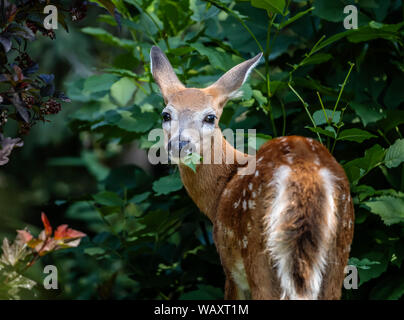 Weißwedelhirsche fawn Fütterung auf Blätter, Assiniboine Park, Winnipeg, Manitoba, Kanada. Stockfoto