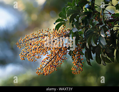 Cluster mit gelben Beeren wachsen auf einem Baum in den Garten. Stockfoto