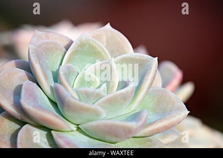 Nahaufnahme des Grauen Echeveria sukkulenten Pflanzen Stockfoto