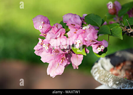 Rosafarbene Bougainvillea wächst in einem Topf im Garten Stockfoto