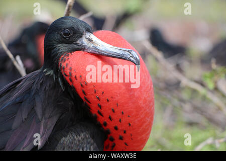 Fregatte Vogel in den Galapagos Inseln sind eine Familie von Seevögeln Stockfoto