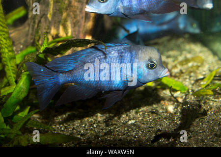 Blue Dolphin Cichlid (pseudotropheus moorii) Stockfoto