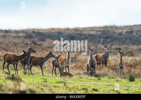 Rothirsch auf Exmoor Stockfoto