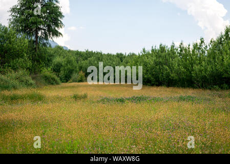 Foto von Apple Garden im Himalaya - Indien Stockfoto