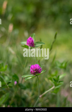Foto von Blumengarten im Himalaya - Indien Stockfoto