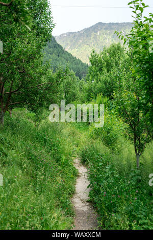 Foto von Apple Garden im Himalaya - Indien Stockfoto