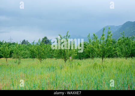 Foto von Apple Garden im Himalaya - Indien Stockfoto