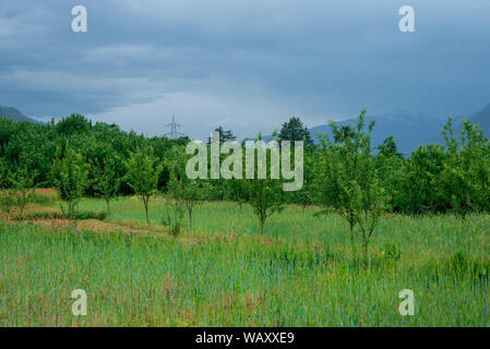 Foto von Apple Garden im Himalaya - Indien Stockfoto