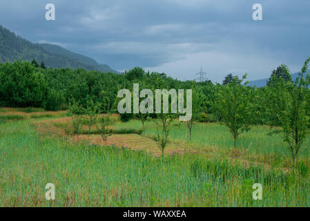 Foto von Apple Garden im Himalaya - Indien Stockfoto