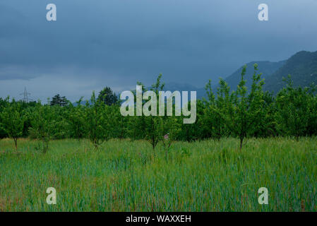 Foto von Apple Garden im Himalaya - Indien Stockfoto
