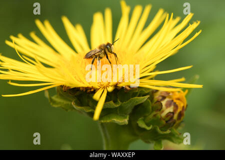 Closeup Schuß von wilden Bienen Bestäubung bei hellen elecampane Blumen.. Hochauflösendes Foto. Stockfoto