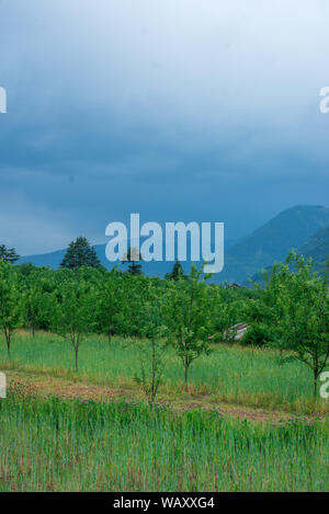Foto von Apple Garden im Himalaya - Indien Stockfoto
