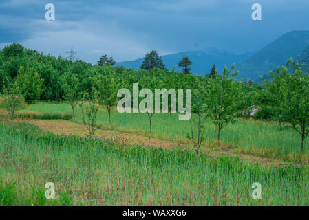 Foto von Apple Garden im Himalaya - Indien Stockfoto