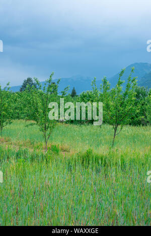 Foto von Apple Garden im Himalaya - Indien Stockfoto