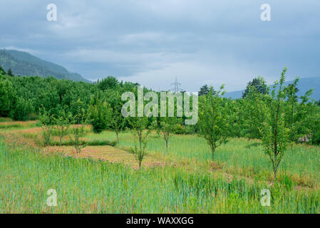 Foto von Apple Garden im Himalaya - Indien Stockfoto