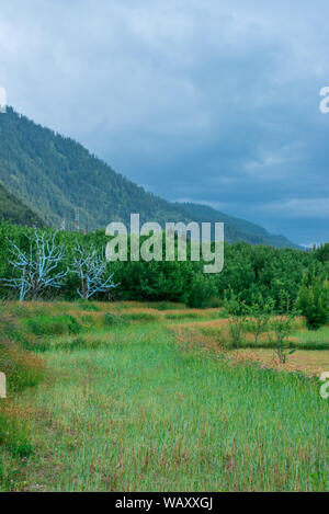 Foto von Apple Garden im Himalaya - Indien Stockfoto