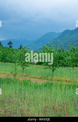 Foto von Apple Garden im Himalaya - Indien Stockfoto