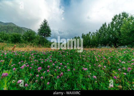 Foto von Blumengarten im Himalaya - Indien Stockfoto