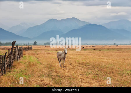 Das Pferd in der Kaukasischen Berge, Aserbaidschan Stockfoto