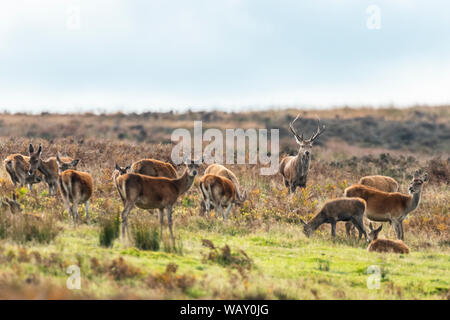 Red Deer auf Exmoor, Hirsch Frontkamera Stockfoto