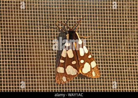 Creme - Spot Tiger Moth sehr nahe - bis Latin epicallia villica arctia villica erebidae oder Familie mit sehr klaren Antenne auf ein Gitter in Italien ruhen Stockfoto