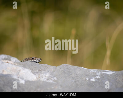 Gemeinsame Wand Eidechse Einblicke hinter Rock. Podarcis muralis. Natur Hintergrund mit Copyspace. Stockfoto