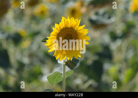 Nahaufnahme einer Sonnenblume in der Mitte der Ein Sonnenblumenfeld Stockfoto