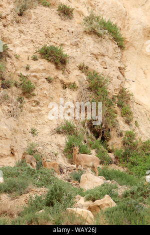 Bouquetins de Nubie (Nubian ibex) dans la Réserve naturelle d'Ein Gedi. Israel. Nubischen Steinböcken Kinder. Stockfoto