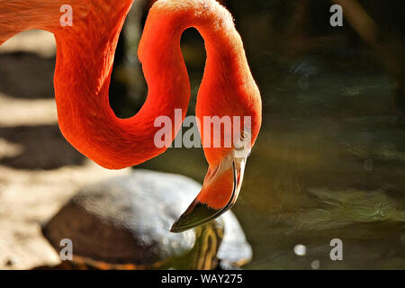 Flamingo auf der Suche nach Nahrung im Teich Stockfoto