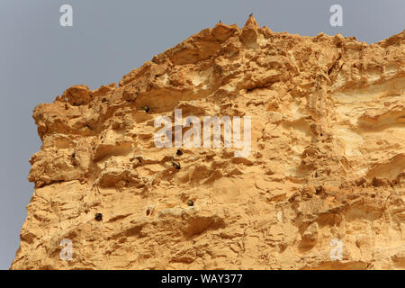 Nugs d'Aigles H1. Ein avdat National Park. Wüste Negev. Israel. Stockfoto