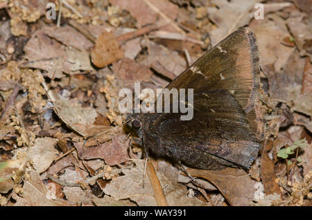 Nordwolkenflügel, Cecropterus pylades, weiblich Stockfoto