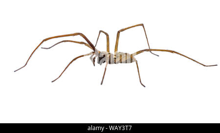 Riesige Haus Spinne (Eratigena atrica) Seitenansicht des Spinne mit langen, haarigen Beinen auf weißem Hintergrund Stockfoto