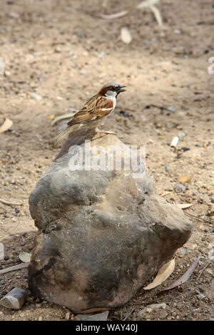 Le Moineau domestique (Passer domesticus) est une espèce de Petits passereaux de la famille des Gelbhalsmaus. Makhtesh Ramon. Israel. Haussperling. Stockfoto