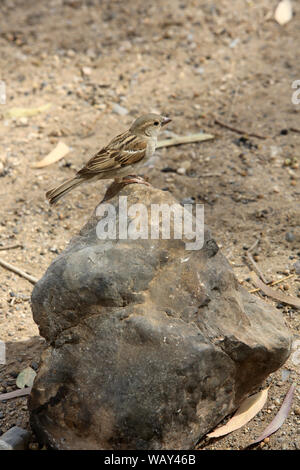 Le Moineau domestique (Passer domesticus) est une espèce de Petits passereaux de la famille des Gelbhalsmaus. Makhtesh Ramon. Israel. Haussperling. Stockfoto