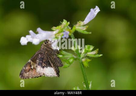 Hoary Edge, Cecropterus lyciades, on Lyreleaf sage, Salvia lyrata Stockfoto