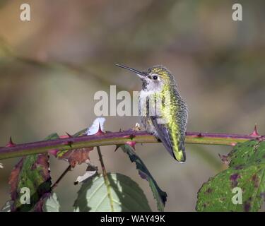 Selektive Nahaufnahme eines grauen und gelben Rufus Kolibris Auf einem dornigen Ast Stockfoto
