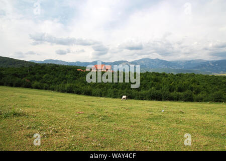 Das Pferd in der Kaukasischen Berge, Aserbaidschan Stockfoto