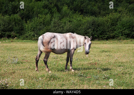 Das Pferd in der Kaukasischen Berge, Aserbaidschan Stockfoto