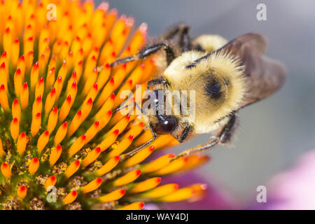 Braun - belted Hummel (Bombus griseocollis) Stockfoto