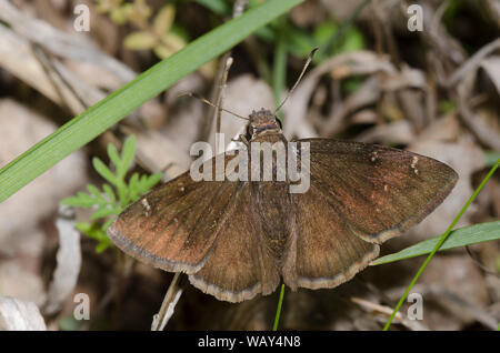 Nordwolkenflügel, Cecropterus pylades, weiblich Stockfoto