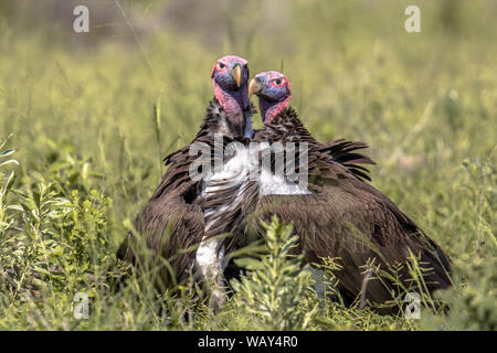 Zwei Lappet-faced Geier (Torgos tracheliotus) mit rosa Kopf Anzeige in der Nähe von Aas in Krüger Nationalpark Südafrika Stockfoto