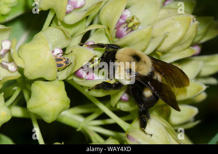 Braun - belted Bumble Bee, Bombus griseocollis, auf Green Seidenpflanze, Asclepias viridis Stockfoto