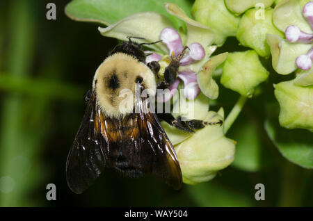 Braun - belted Bumble Bee, Bombus griseocollis, auf Green Seidenpflanze, Asclepias viridis Stockfoto