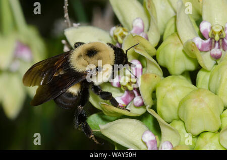 Braun - belted Bumble Bee, Bombus griseocollis, auf Green Seidenpflanze, Asclepias viridis Stockfoto