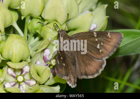Konfus-Cloudywing, Cecropterus confusis, Nektaring aus grünem Milkweed, Asclepias viridis Stockfoto