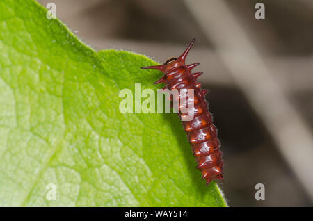 Pfeifenwinde Schwalbenschwanz, Battus philenor, Larve auf Woollys Holländer Rohr, Aristolochia tomentosa Stockfoto